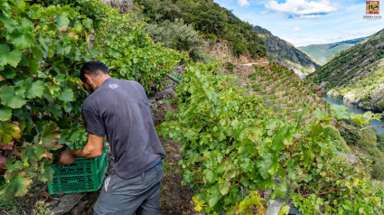 Vendimia en la Ribeira Sacra