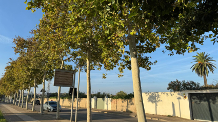 Maó impulsa la plantación de un centenar de árboles