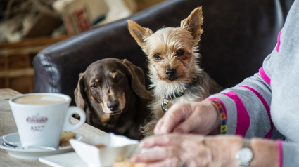 J2Y189 Two small dogs watching their owner eating  Intent Food Pets Watching carefully Concentrating Concentration Hungry Hopeful Hoping