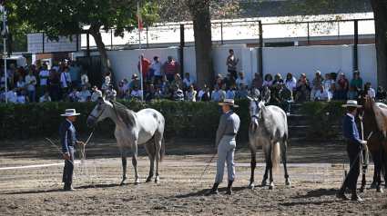 Concurso Morfológico de Caballos de PRE, en Zafra