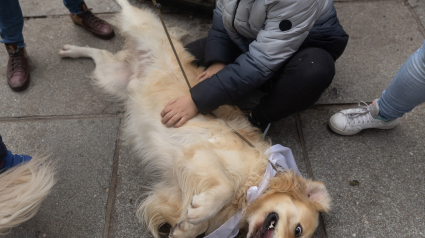 Un niño acaricia un perro