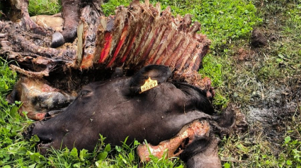 Una novilla de ocho meses ha sido comida por el lobo