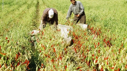 Trabajadores recogen pimiento para la futura creación del pimentón