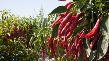 Pimiento para pimentón de La Vera