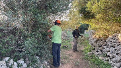 Ciutadella inicia la limpieza y desbroce del camino de Morvedre