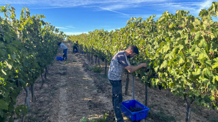 QUINTANA DEL PIDIO (BURGOS), 01/10/2024.- La Denominación de Origen Ribera del Duero se ha sumergido de lleno en la vendimia de 2024 en una campaña que, inicialmente, se aventuraba complicada ante la amenaza de precipitaciones y que, sin embargo, está discurriendo con normalidad hasta ahora. EFE/ Nieves López Vallejo