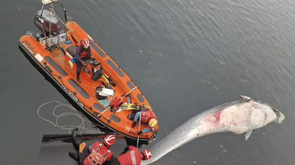 La ballena apareció en agua del Arsenal Militar de Ferrol