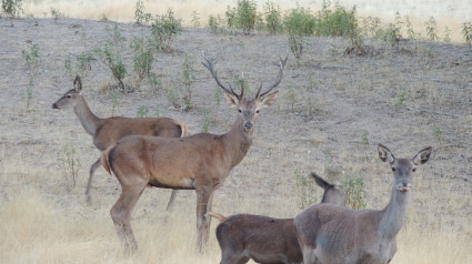 Animales de caza en Extremadura