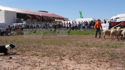 Llega la edición 132 de la Feria de Cedrillas: "10.000 personas"