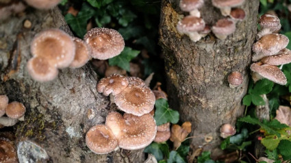 Shiitake cultivado en Shiit-Astur, en Belmonete de Miranda (Asturias)