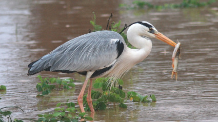 Talavera celebaa el día Mundial de las Aves con ARDEIDAS