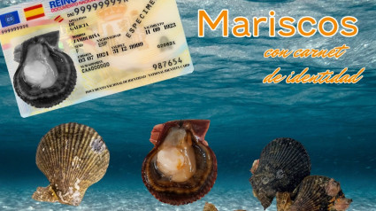 La vieira, la zamburiña, la navaja, el carneiro y la ostra plana serán algunos de los mariscos protagonistas