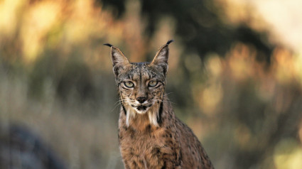 Imagen de archivo de un lince ibérico