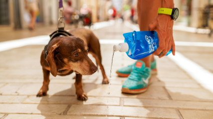 (Foto de ARCHIVO)
El Ayuntamiento de Huelva reparte más de 2.000 botellas para la limpieza de la orina de los perros en la ciudad.

AYUNTAMIENTO DE HUELVA
10/7/2024