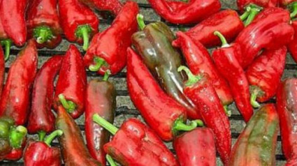 Desciende en un 40% la producción de pimiento en La Rioja