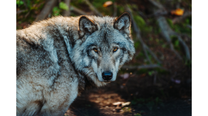 Foto de archivo de un lobo