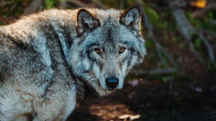 Foto de archivo de un lobo