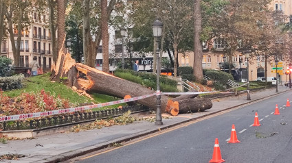 Árbol tirado por la borrasca Kirk en Bilbao