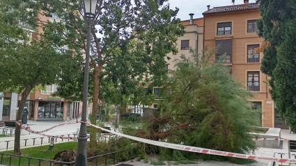 Un árbol derribado por el temporal en Zamora capital