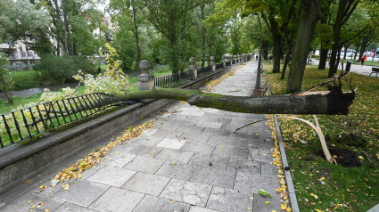 La borrasca Kirk deja árboles caidos en la capital burgalesa