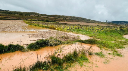 Pérdida de la cosecha de patata de siembra en los Valles de Valdelucio y el Tozo, en Burgos