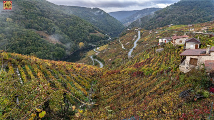 Los viñedos en la Ribeira Sacra están dispuestos en bancales