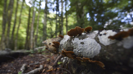 Setas en el tronco de un árbol.