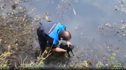 El agente con el gato ya en sus manos tras sacarlo del agua