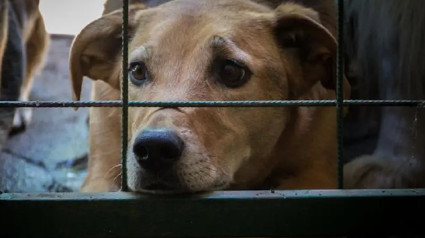 Perro esperando ser adoptado en un chenil de un centro de adopción.