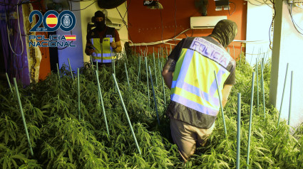 Detenidos por tráfico de drogas en septiembre