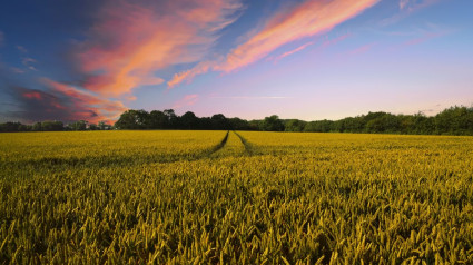 Mundo rural