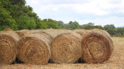 Mundo rural