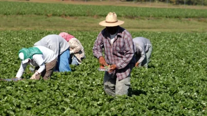 Agricultores trabajando en el campo