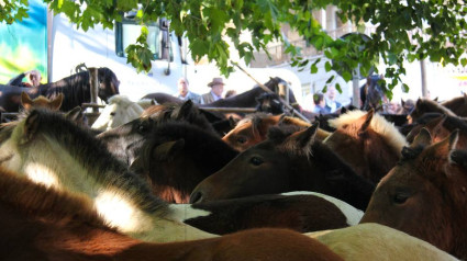 La feria de ganado equino es el epicentro de la celebración