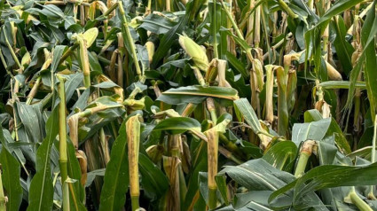 Plantas de maíz rotas por la fuerza del viento del Kirk