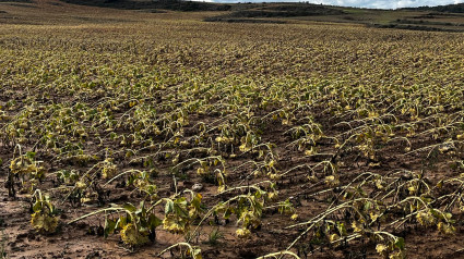 Cultivos de girasol de Castilla y León dañados por el paso de la borrasca Kirk