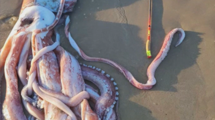 Calamar gigante en la playa del Sablón, Asturias.