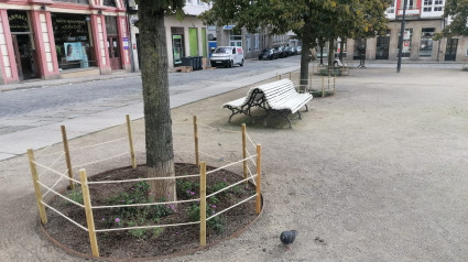 Los tilos con el cierre perimetral realizado en la plaza de Armas