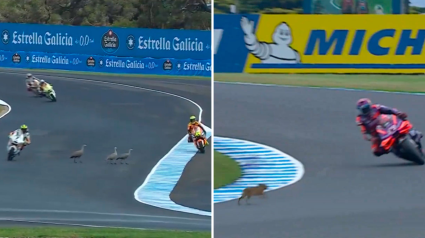 La fauna 'invitada' al GP de Australia de Fórmula 1