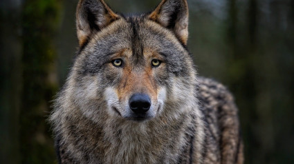 Queda comprobado que es real la presencia de una loba en el Alt Empordà