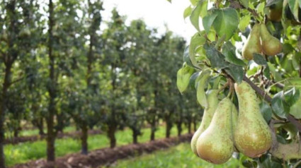 Recolectados 13 millones de kilos de pera conferencia y 1,5 millones de kilos de manzana reineta en 2024 en El Bierzo (León)