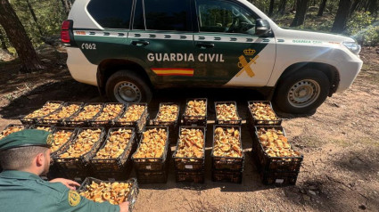 250 kilos de níscalos requisados por la Guardia Civil