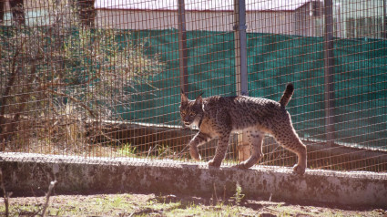 Lince en las instalaciones de La Olivilla, en Jaén.