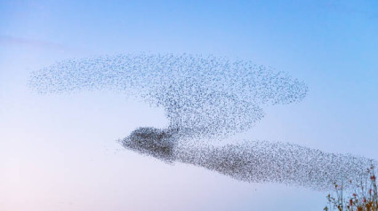 An outline shape of a bird, created as thousands of starlings form a murmuration at dusk in Scotland