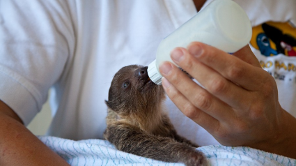 Loro Parque colabora con investigadores e instituciones científicas de todo el mundo para estudiar de manera precisa cómo medir el bienestar de los animales.