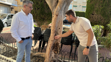 Imagen del ficus muerto en la plaza Virgen del Rocío al que inyectaron gasolina en el tronco