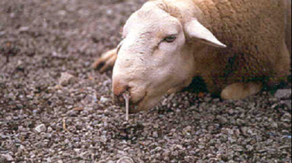 Oveja afectada de Lengua Azul