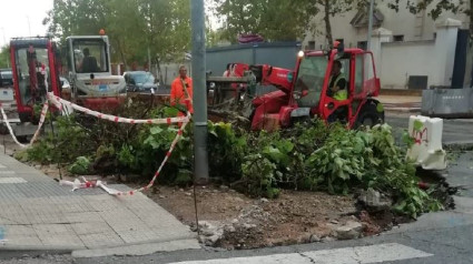 Un árbol talado en el Parque del Príncipe de Cáceress