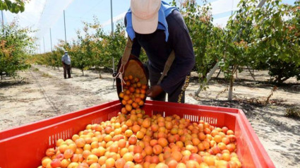 Campaña de fruta