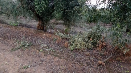 Finca donde se ha producido el robo